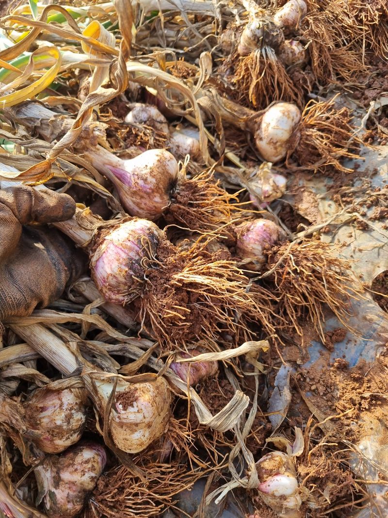 민들레님의 장터 판매 상품 [마늘(장아치용)  판매완료] 첨부 사진