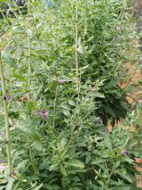 팜모닝 고구마·영농일지 게시글 이미지