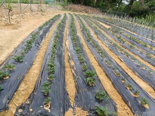 김태남님의 고구마 · 영농일지 작성글 사진