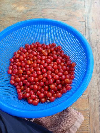 김태남님의 고구마 · 영농일지 작성글 사진