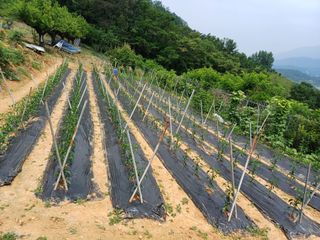 김태남님의 고구마 · 영농일지 작성글 사진
