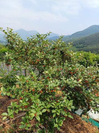 김태남님의 고구마 · 영농일지 작성글 사진