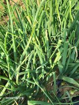 팜모닝 양파·병해충상담 게시글 이미지