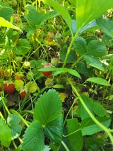 팜모닝 자유주제·자유게시판 게시글 이미지