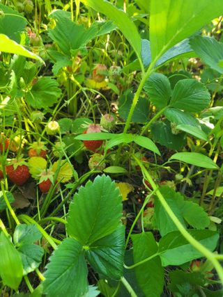 대운이네농원님의 자유주제 · 자유게시판 작성글 사진