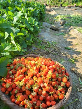 대운이네농원님의 자유주제 · 자유게시판 작성글 사진