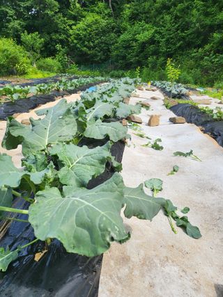 대운이네농원님의 자유주제 · 자유게시판 작성글 사진