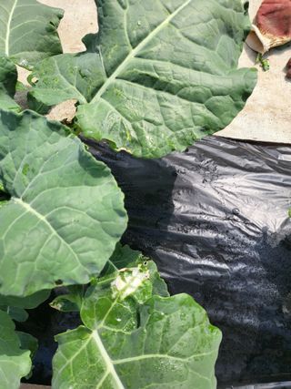 대운이네농원님의 자유주제 · 자유게시판 작성글 사진