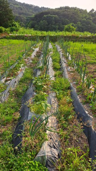 귀향인님의 양파 · 영농일지 작성글 사진