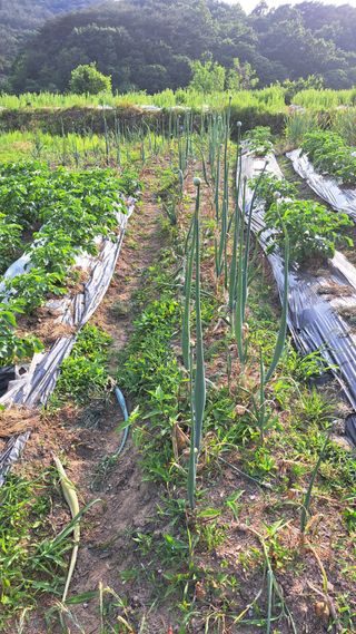 귀향인님의 양파 · 영농일지 작성글 사진