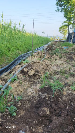 임태빈탑정호주말농장님의 기타작물 · 영농일지 작성글 사진