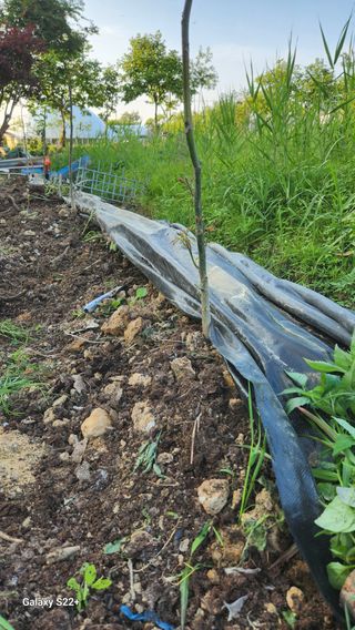 임태빈탑정호주말농장님의 기타작물 · 영농일지 작성글 사진