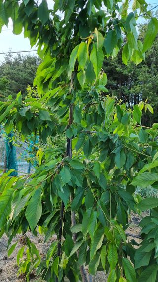 최언봉님의 자유주제 · 자유게시판 작성글 사진