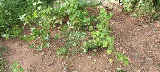 사과15865김도화님의 자유주제 · 자유게시판 작성글 사진