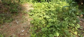 사과15865김도화님의 자유주제 · 자유게시판 작성글 사진