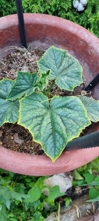 홍순형님의 오이 · 병해충상담 작성글 사진