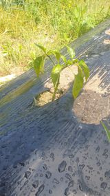 팜모닝 고추·병해충상담 게시글 이미지