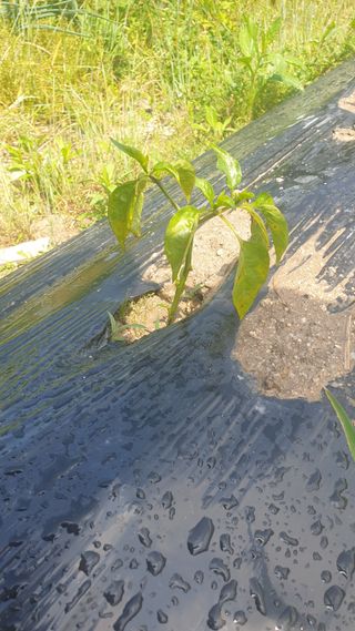 鮮唵佰綏님의 고추 · 병해충상담 작성글 사진