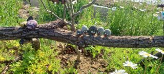 보령 게으른농부님의 자유주제 · 자유게시판 작성글 사진