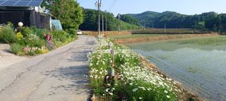 보령 게으른농부님의 자유주제 · 자유게시판 작성글 사진