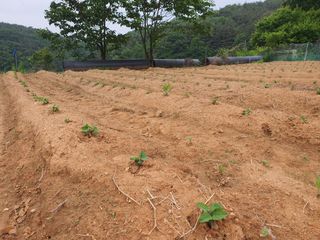 안씨농원님의 자유주제 · 자유게시판 작성글 사진