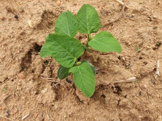 안씨농원님의 자유주제 · 자유게시판 작성글 사진