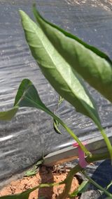 팜모닝 농사, 무엇이든 물어보세요!·참여글 게시글 이미지