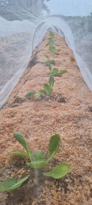 다해보고싶은근태님의 올해 방제 어떻게 하셨나요? · 참여글 작성글 사진