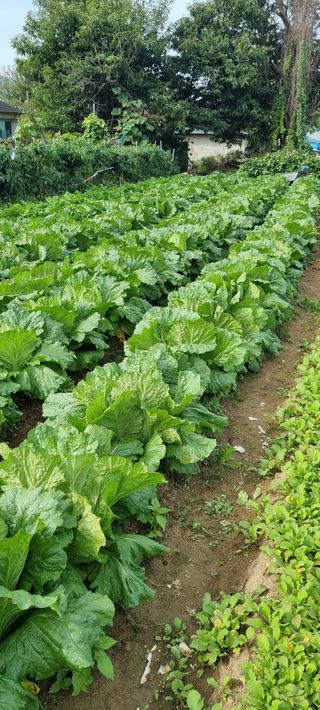 다해보고싶은근태님의 올해 방제 어떻게 하셨나요? · 참여글 작성글 사진