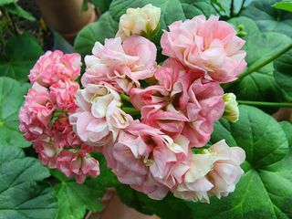 조용오님의 자유주제 · 사진전 작성글 사진