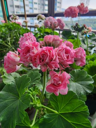 조용오님의 자유주제 · 사진전 작성글 사진