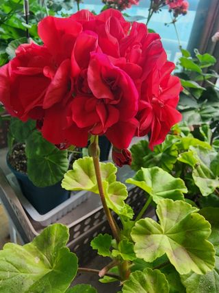 조용오님의 자유주제 · 사진전 작성글 사진