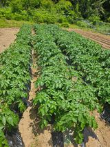 팜모닝 자유주제·자유게시판 게시글 이미지