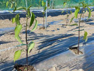 한봉식님의 자유주제 · 자유게시판 작성글 사진