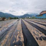 팜모닝 자유주제·자유게시판 게시글 이미지