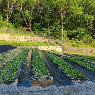 이종권님의 자유주제 · 자유게시판 작성글 사진