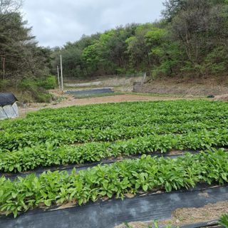 이종권님의 자유주제 · 자유게시판 작성글 사진