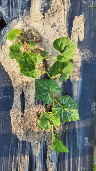 김중언님의 호박 · 영농일지 작성글 사진