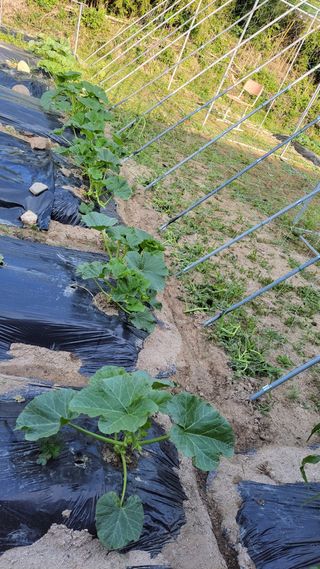 김중언님의 호박 · 영농일지 작성글 사진