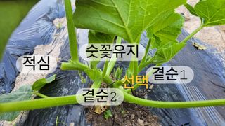 김중언님의 호박 · 영농일지 작성글 사진