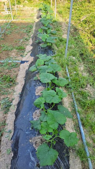 김중언님의 호박 · 영농일지 작성글 사진
