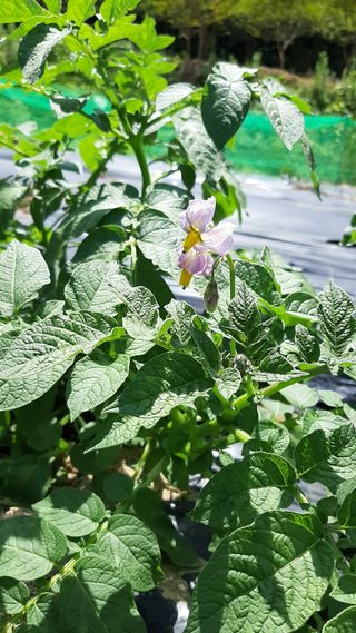 가을토방님의 팜모닝 · 출석 작성글 사진