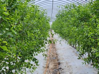 대추 9544님의 자유주제 · 자유게시판 작성글 사진