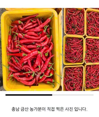 대산농사대장님의 고추 · 비료•농약 작성글 사진