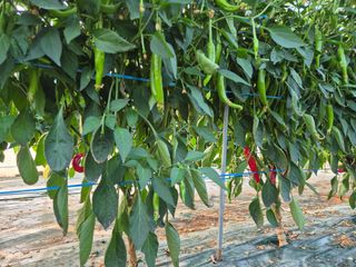 김혜순님의 자유주제 · 자유게시판 작성글 사진