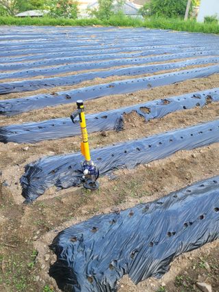 신상범님의 참깨 · 영농일지 작성글 사진