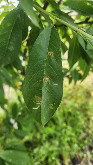 제주부자팜님의 복숭아 · 병해충상담 작성글 사진