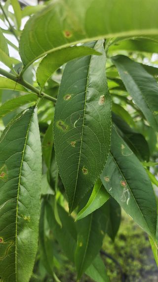 제주부자팜님의 복숭아 · 병해충상담 작성글 사진