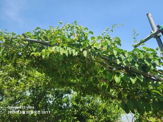 용수리또리농장님의 자유주제 · 자유게시판 작성글 사진