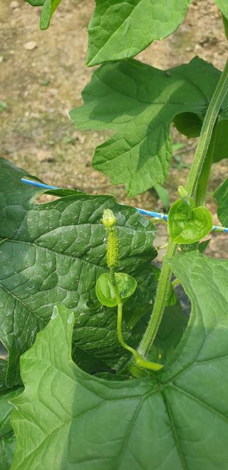 밤가시 여주농장님의 자유주제 · 자유게시판 작성글 사진